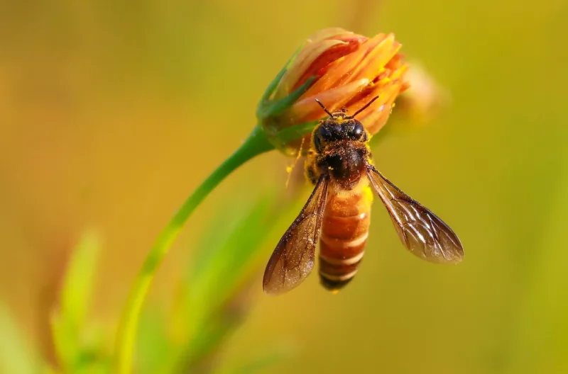 Biodiversity