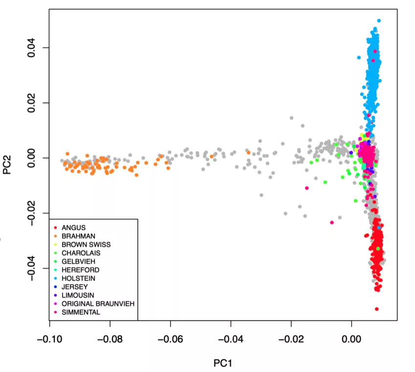 Genome sequencing graph of cattle