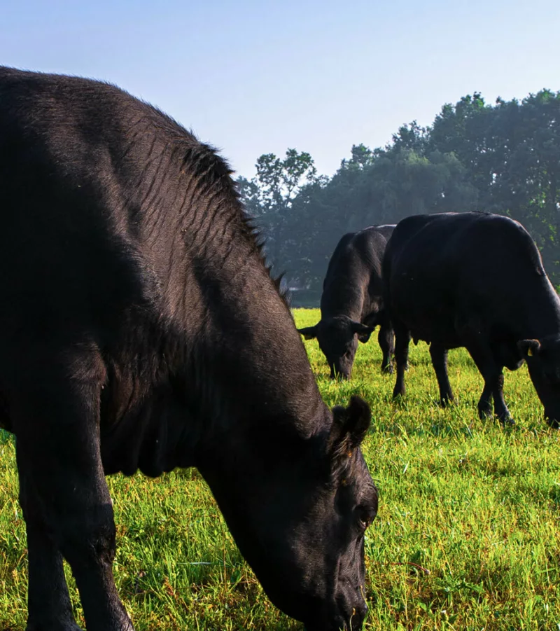 Cattle ranch photo